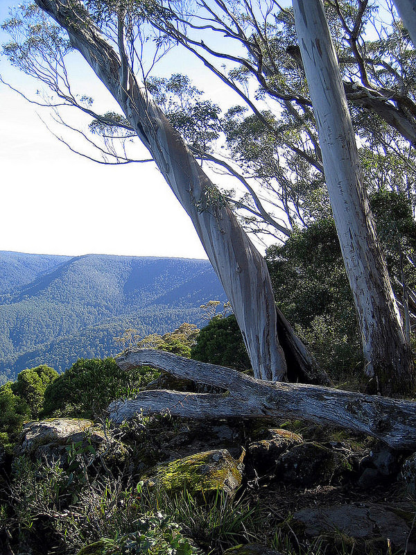 バリントン・トップス国立公園の画像5