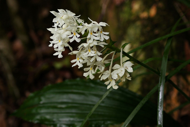 ラミントン国立公園の画像5