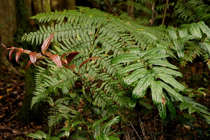 ラミントン国立公園の画像9