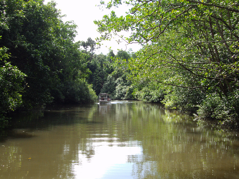 クインズランドの湿潤熱帯地域の画像7