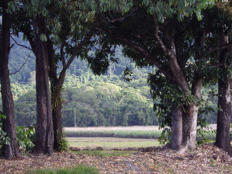 クインズランドの湿潤熱帯地域の画像13