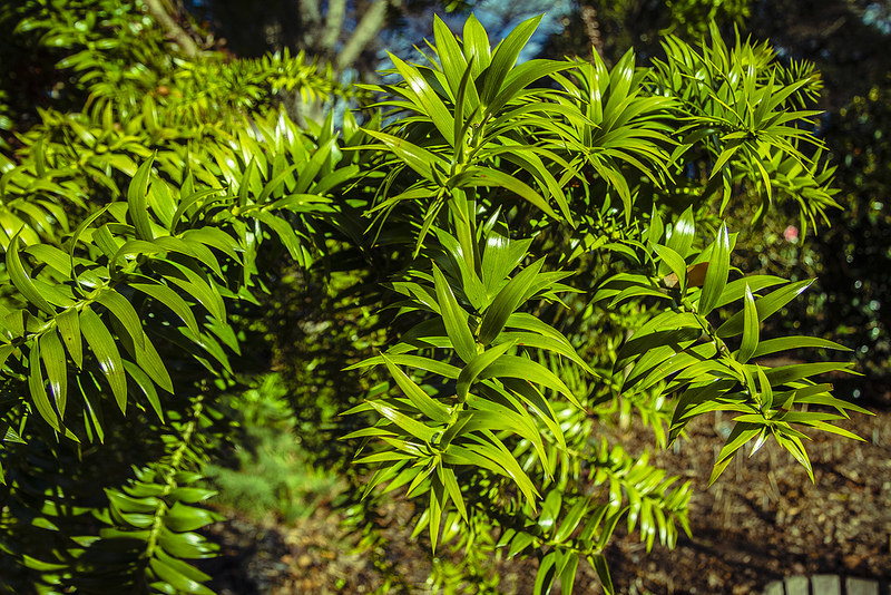 クインズランドの湿潤熱帯地域の画像26