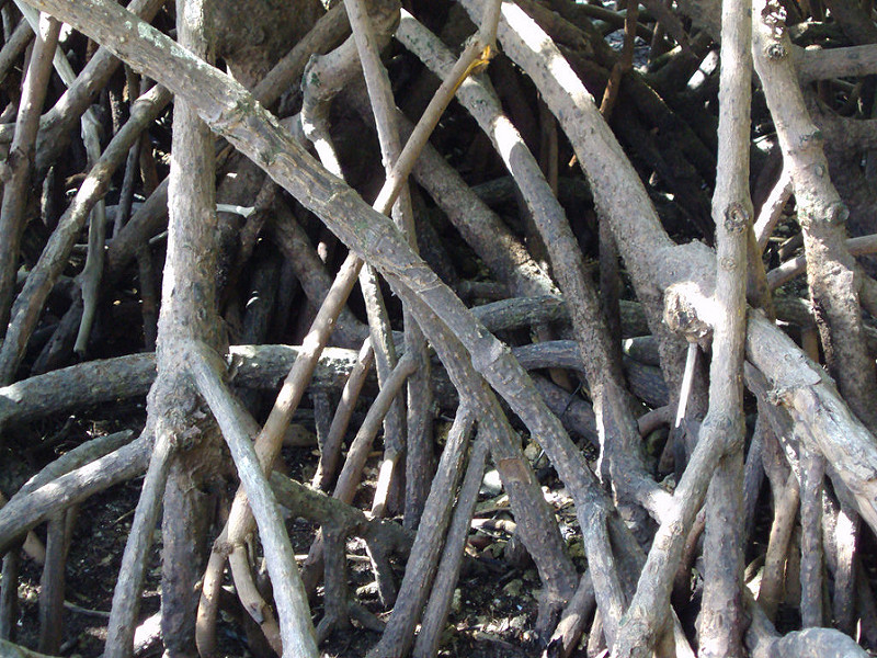 クインズランドの湿潤熱帯地域の画像27