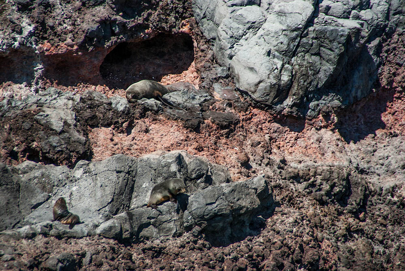 マッコーリー島の画像9