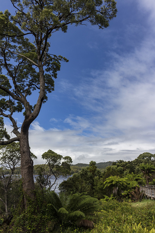マッコーリー島の画像12