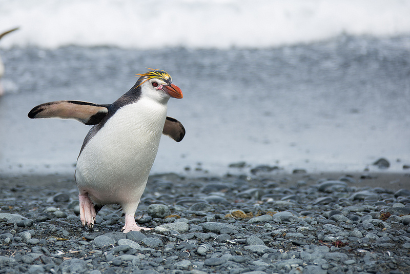 マッコーリー島の画像15