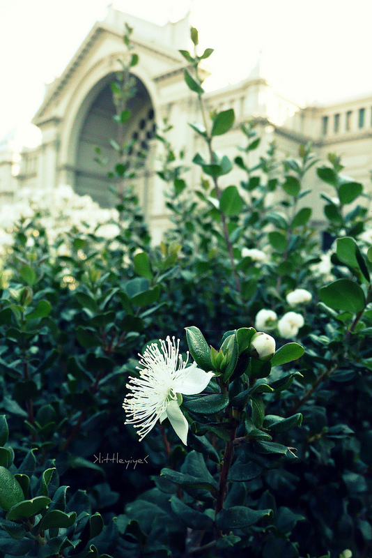 王立展示館とカールトン庭園の画像11