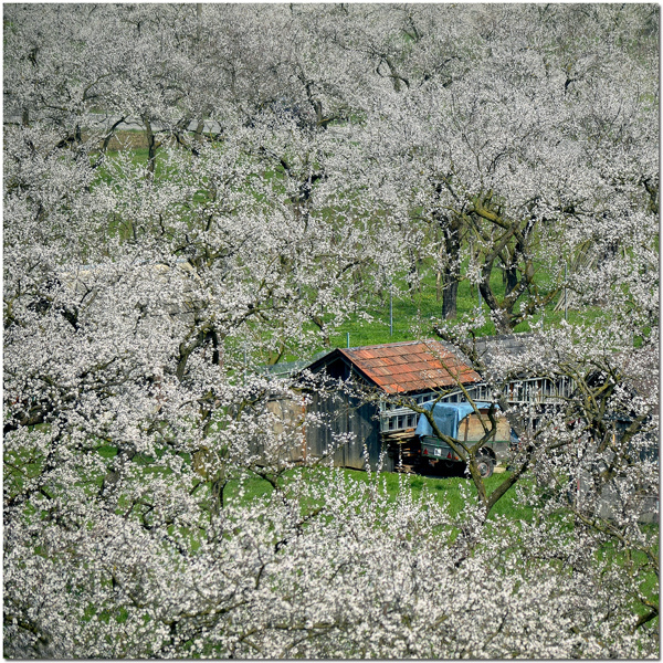 ヴァッハウ渓谷の文化的景観の画像3
