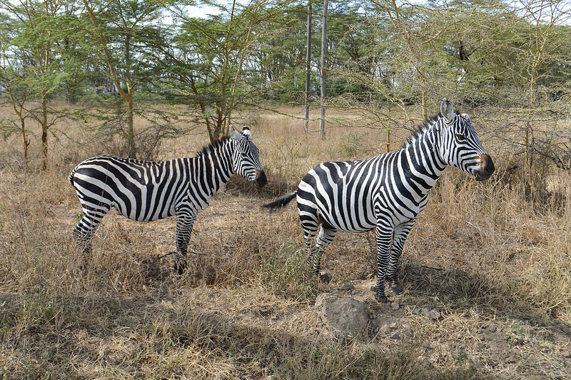 ナクル湖の画像5