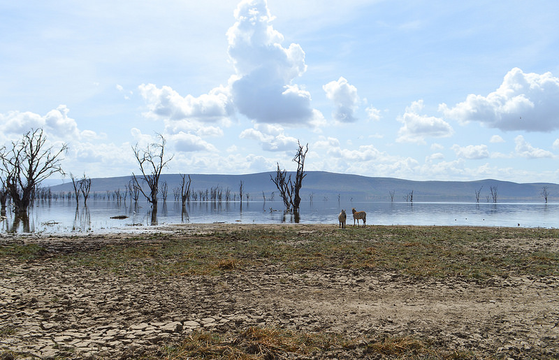 ナクル湖の画像7