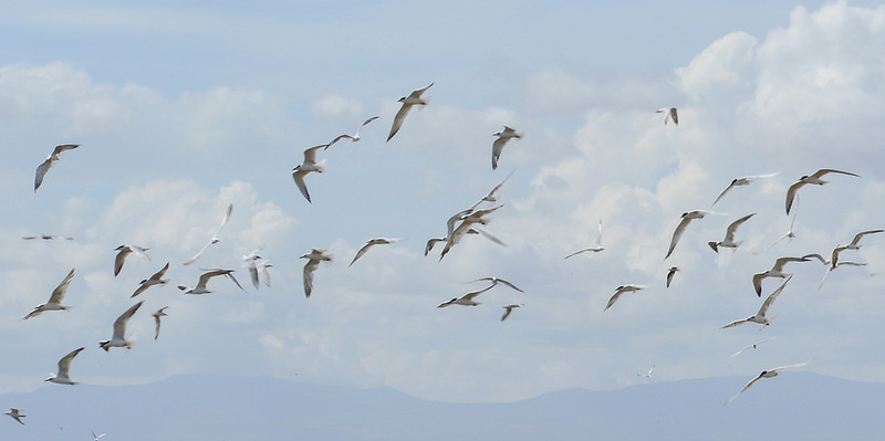 ナクル湖の画像9
