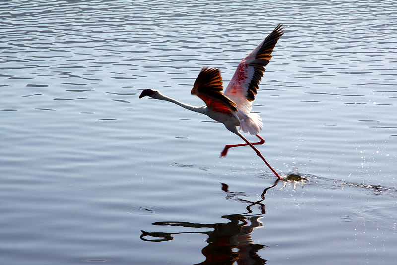 ボゴリア湖の画像1