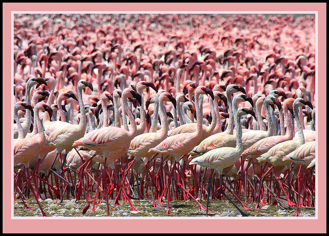 ボゴリア湖の画像8