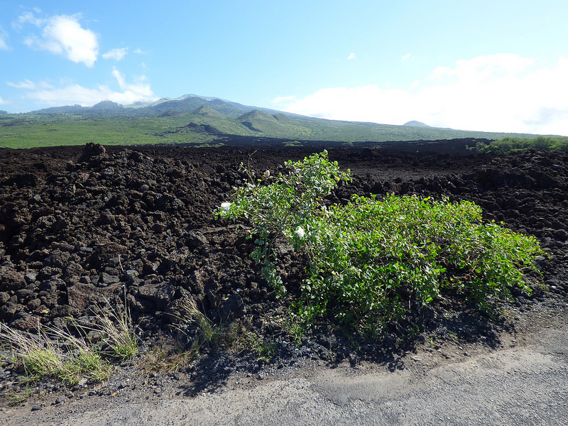コロンビアのコーヒー産地の文化的景観の画像12