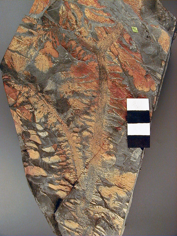 コロンビアのコーヒー産地の文化的景観の画像17