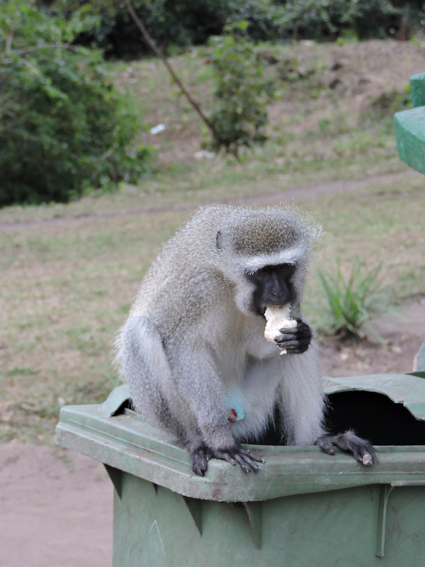 大ジンバブエ国立記念物の画像2