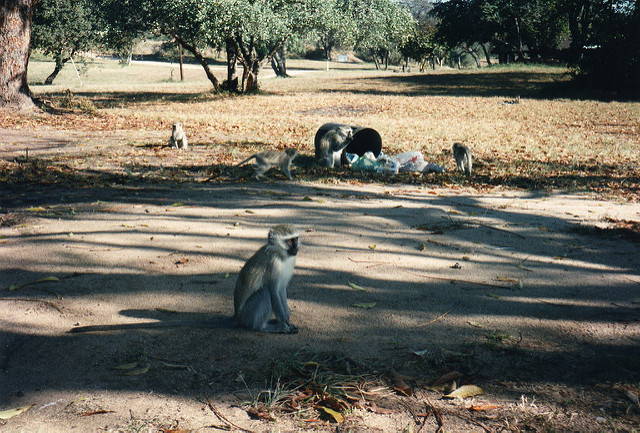 大ジンバブエ国立記念物の画像9