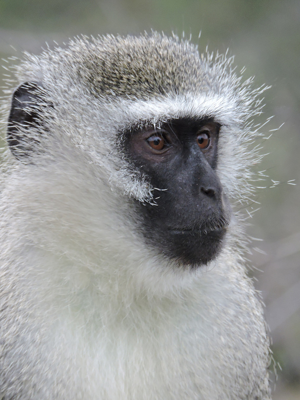 大ジンバブエ国立記念物の画像23