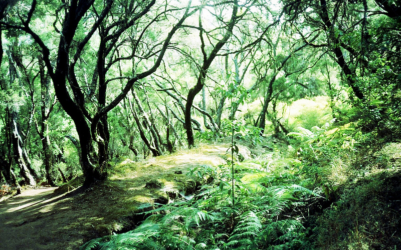 ガラホナイ国立公園の画像4