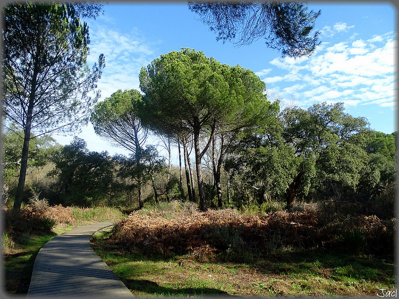 ドニャーナ国立公園の画像1