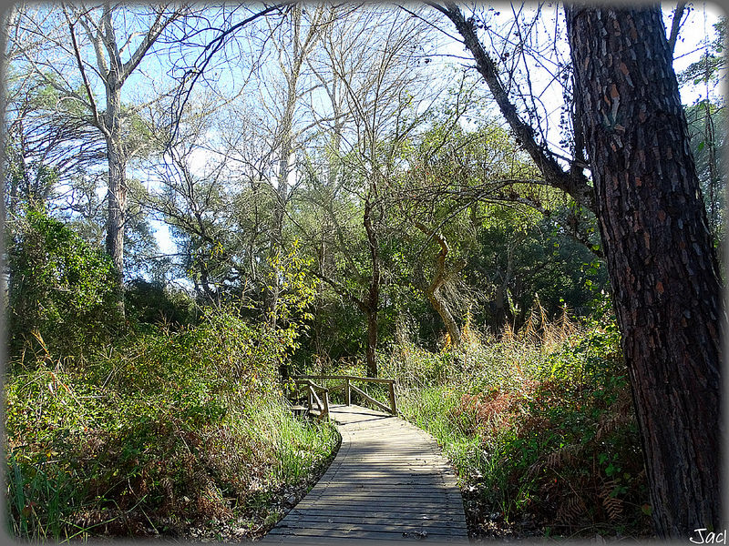 ドニャーナ国立公園の画像3