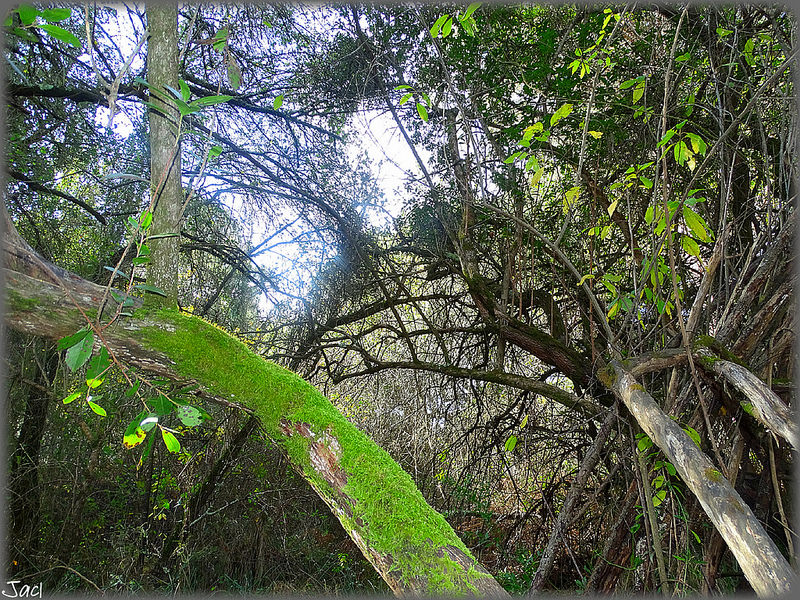 ドニャーナ国立公園の画像6