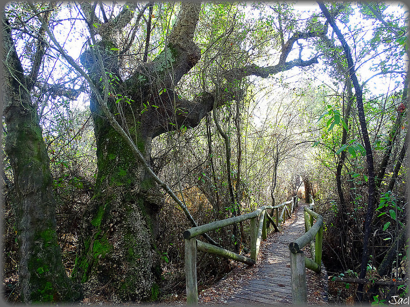 ドニャーナ国立公園の画像7