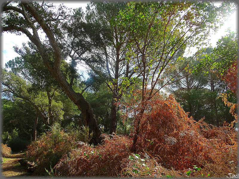 ドニャーナ国立公園の画像8