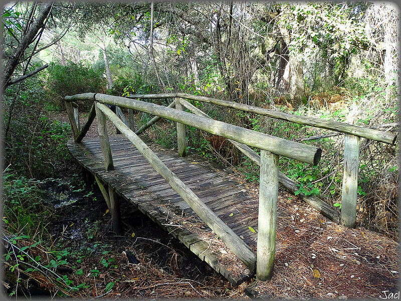 ドニャーナ国立公園の画像9