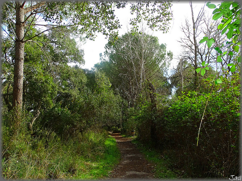 ドニャーナ国立公園の画像10