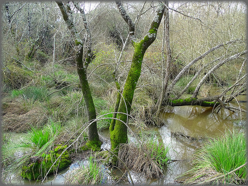ドニャーナ国立公園の画像14