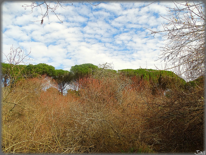 ドニャーナ国立公園の画像15