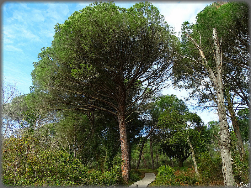 ドニャーナ国立公園の画像16