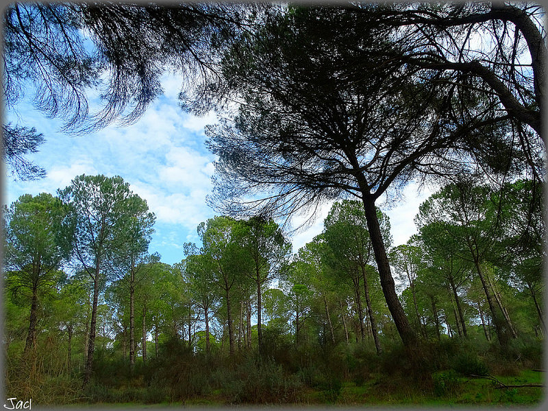 ドニャーナ国立公園の画像17