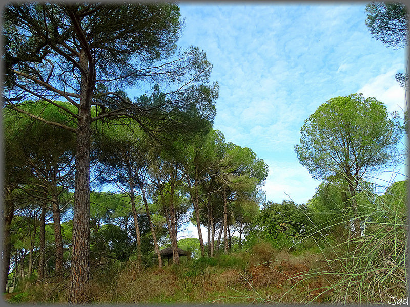 ドニャーナ国立公園の画像18