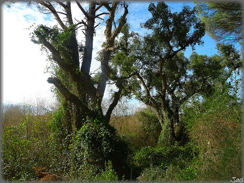 ドニャーナ国立公園の画像20