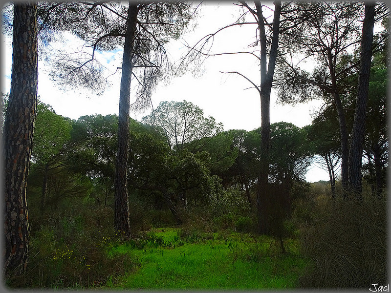 ドニャーナ国立公園の画像22