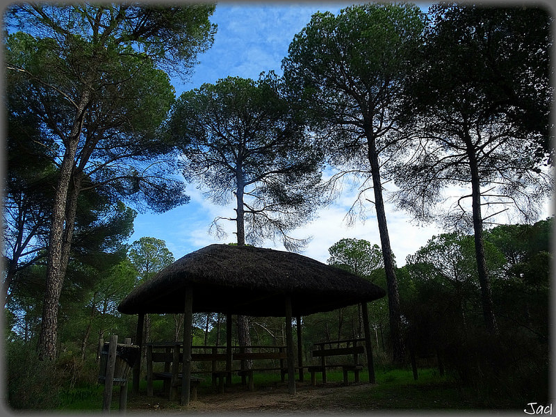 ドニャーナ国立公園の画像24