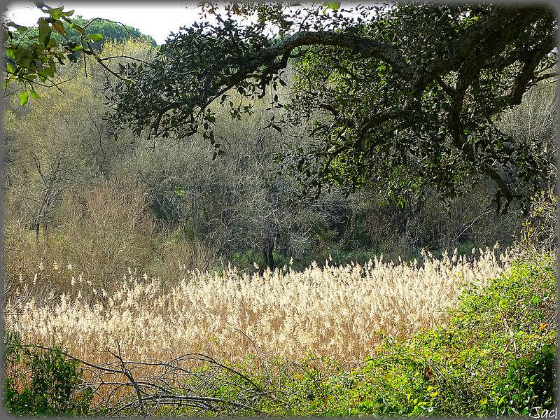 ドニャーナ国立公園の画像25