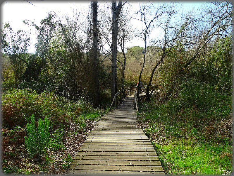 ドニャーナ国立公園の画像27