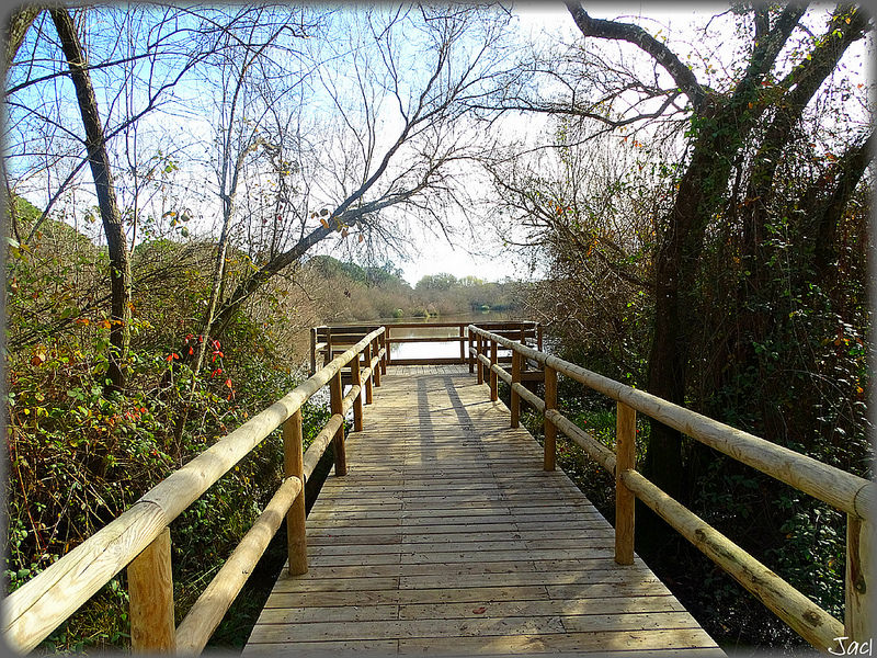 ドニャーナ国立公園の画像23