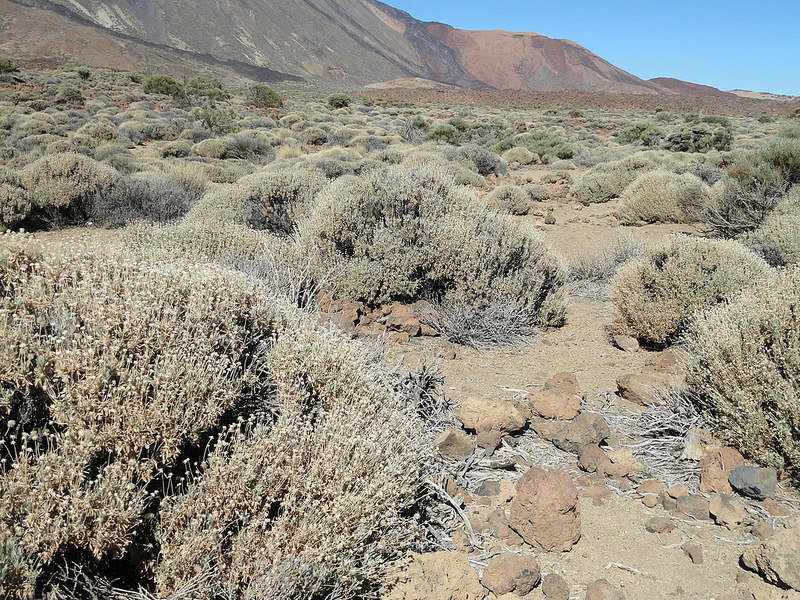 テイデ国立公園の画像29