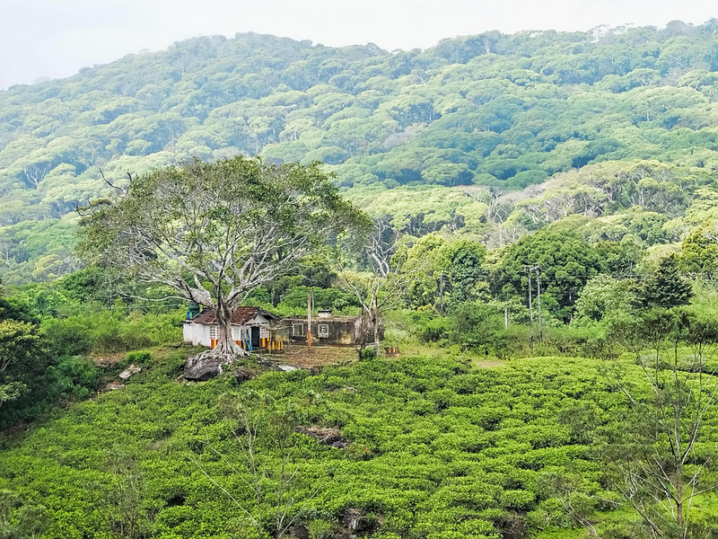 シンハラジャ森林保護区の画像1