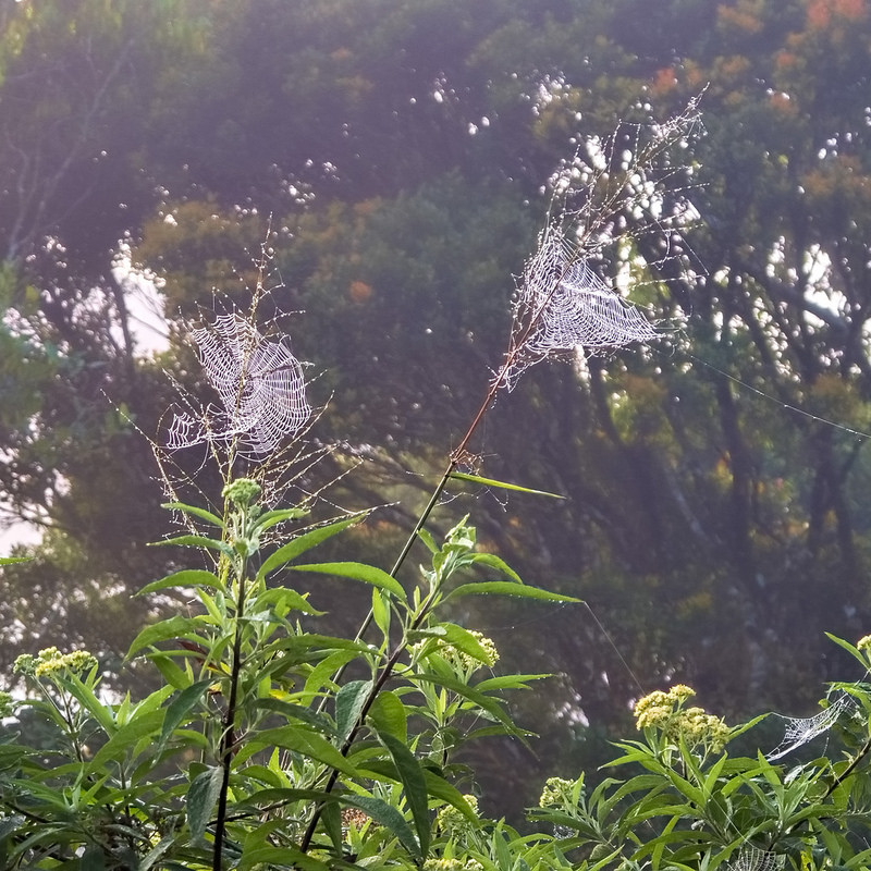 シンハラジャ森林保護区の画像4