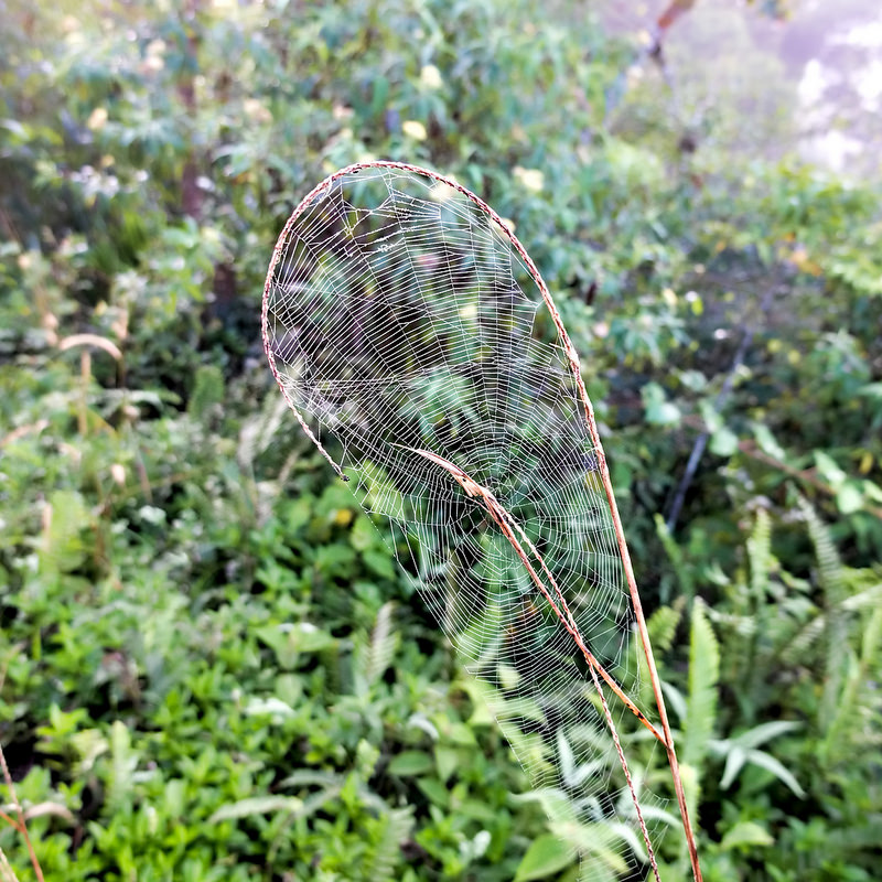 シンハラジャ森林保護区の画像5