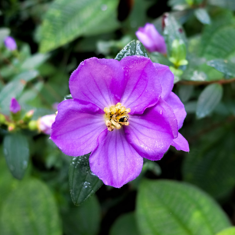 シンハラジャ森林保護区の画像6