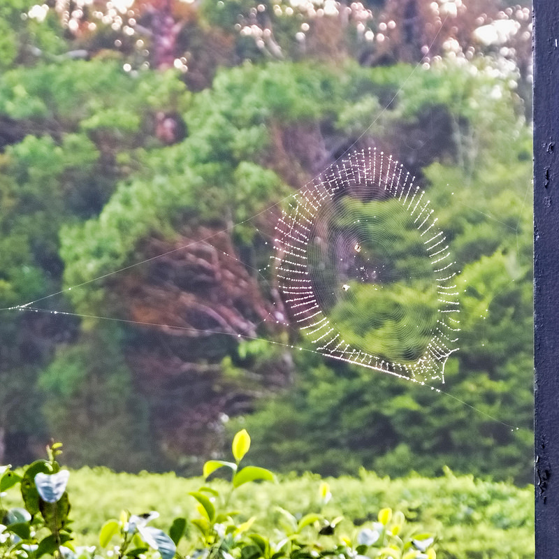 シンハラジャ森林保護区の画像7