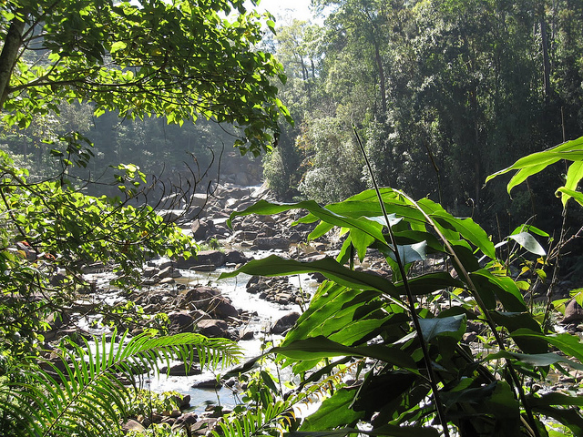 シンハラジャ森林保護区の画像14