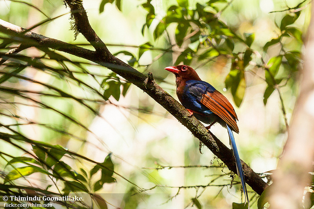 シンハラジャ森林保護区の画像16