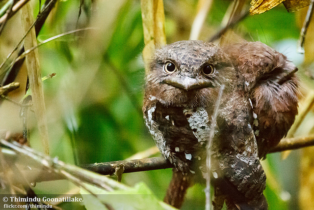 シンハラジャ森林保護区の画像21